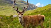 Celebrity stag put down after hikers feed it croissants