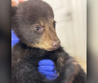 Bear cub filmed in viral video doing well at NC refuge
