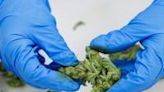 An employee selects and sorts flowers, or buds, of cannabis after they were put through a special trimming machine at the production site of German pharmaceutical company Demecan for medical cannabis