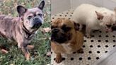 3 French bulldogs stolen at gunpoint in DC