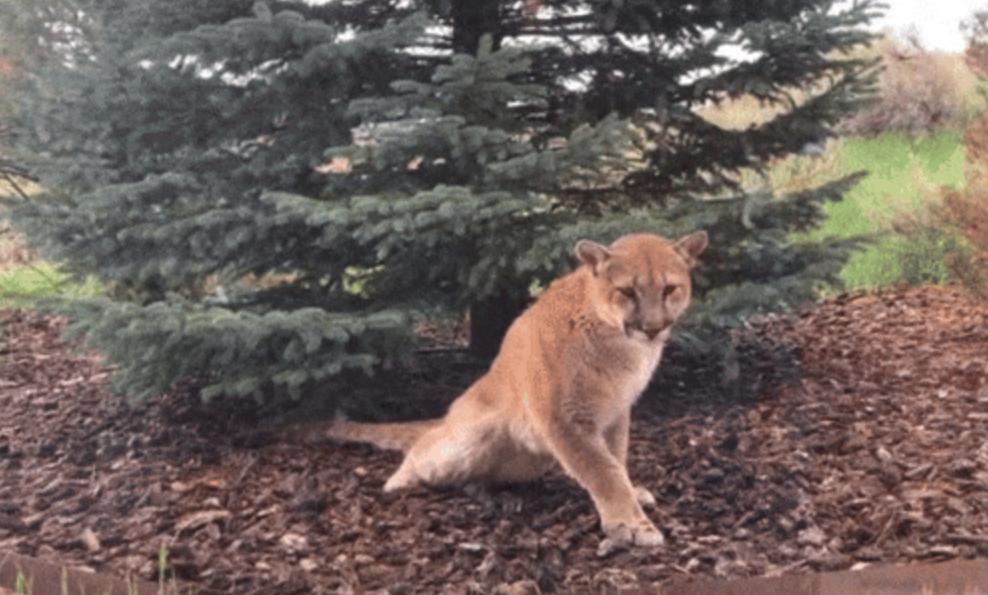 Scientists discover fatal ‘staggering disease’ in Colorado mountain lion, raising concern about spread of new virus in US