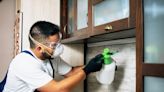 Property DIY: How to get rid of pests in the home