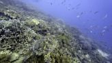 Nations reach accord to protect marine life on high seas