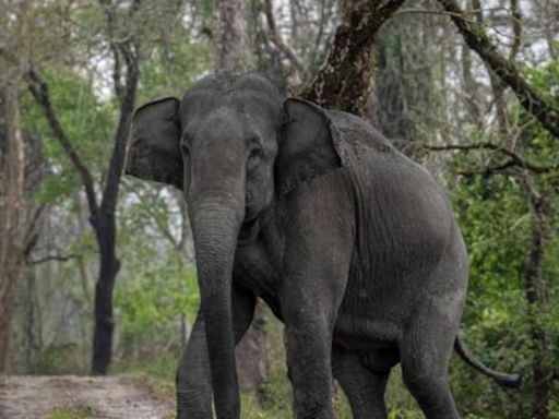 Chhattisgarh: 2 brothers trampled to death by elephant in Jashpur district