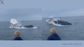 Humpback whale capsizes boat on New Hampshire coast, chilling video goes viral. Watch here