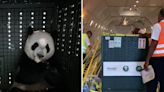 Here's how Singapore Airlines airlifted a giant panda cub and sent it on its journey home to China