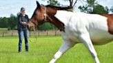 'Horses and a big heart': Cancer survivor developing Keystone Heights farm into equine-therapy center