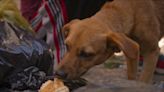 Caramelo: Netflix anuncia produção de filme estrelado por cachorro vira-lata