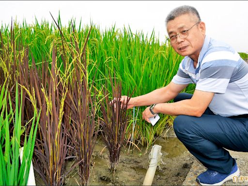 農試所育新種 稻田彩繪更繽紛／彩葉稻目前培育出6種顏色 帶動農村觀光休閒