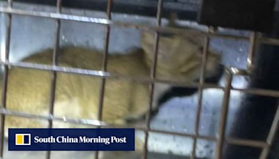 Hong Kong kitten rescued from underneath bus ‘believed to be a stray’