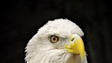 Palm Beach Zoo euthanizes bald eagle 'Shenandoah' after bird's health rapidly declined