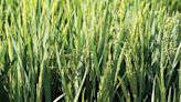 Arkansas’ rice crop poised for back-to-back years of expansion - Talk Business & Politics