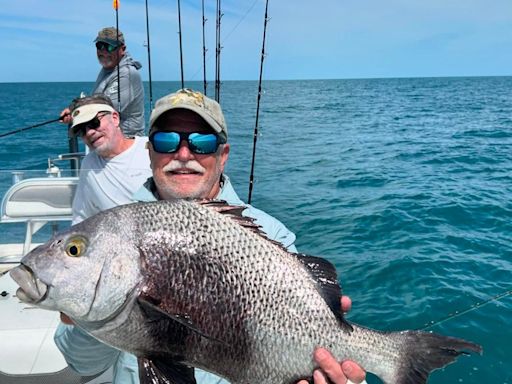 Shortened gag grouper season opened Wednesday; Dolphin are on the current edges