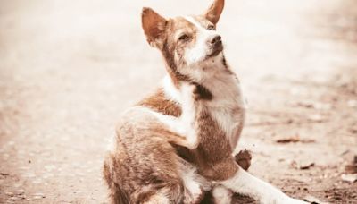 Alerta por garrapatas: ¿Cómo puedes quitar estos parásitos de tus perros y gatos?