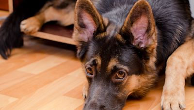 Moody Cat Lays Down the Law For Over-Eager German Shepherd