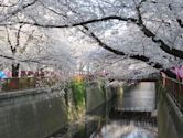 Meguro River