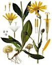 Arnica montana