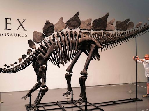 Fóssil de estegossauro é vendido em leilão nos EUA por valor recorde de US$ 44,6 milhões