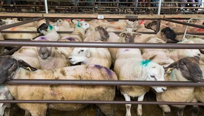 Another 30-50c/kg slashed off lamb quotes – but numbers suggest trade has bottomed out