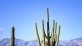 At Saguaro National Park, home to the largest concentration of iconic saguaro cacti in the country, approximately two million of the towering desert plants cluster together like a forest, their arms stretching up towards the sky