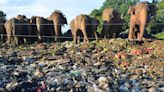 Human activities in Asia have reduced elephant habitat by nearly two-thirds since 1700, dividing what remains into ever-smaller patches