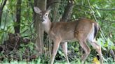 Outdoors: New York deer harvest declines; Black River yields new catfish record
