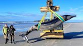 ‘World’s Rarest Whale’ Washes Up On New Zealand Beach