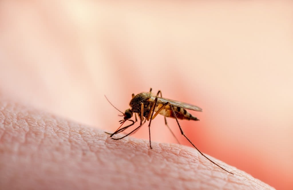 Massachusetts reports first West Nile virus human case, first EEE animal case this year