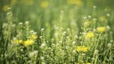 Brace yourselves, allergy sufferers: Pollen season is getting longer and more intense with climate change. Here’s what you can expect in the future
