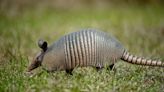 How to keep armadillos out of your yard – repel these diggers with advice from the pros