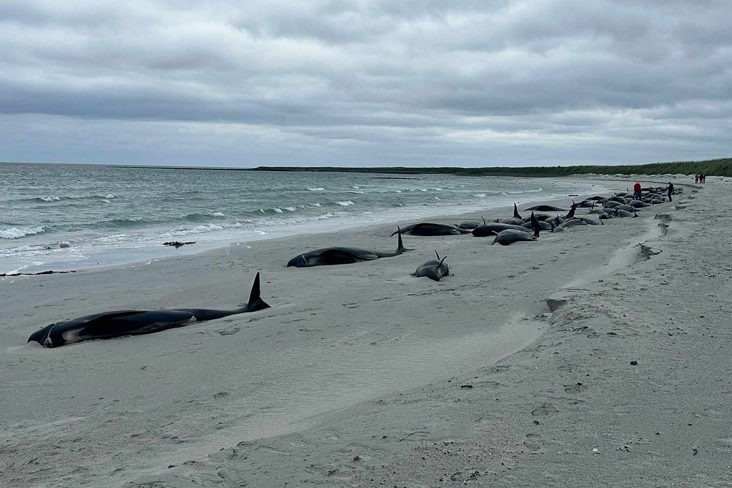 Over 70 Whales Dead After Becoming Stranded on Orkney: An 'Incredibly Difficult Situation'