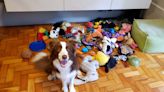 ‘Gifted’ dogs can remember names of toys for at least two years, study shows