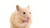 Hamster’s Trip To Meet Santa at Petsmart Couldn’t Be Better