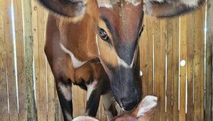 Critically endangered eastern bongo calf born at Jacksonville Zoo