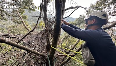 大雪山發現台灣黑熊青剛櫟樹築4窩 攀登谷關七雄帶熊鈴│TVBS新聞網