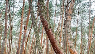 Poland’s bizarre Crooked Forest: what makes these trees bend?