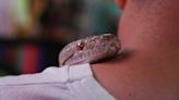 Serpientes en el tren: un reptil obliga a cortar la circulación en Tokio ante el temor de los pasajeros