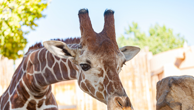 Kansas City Zoo Welcomes Precious New Baby Giraffe to the Herd