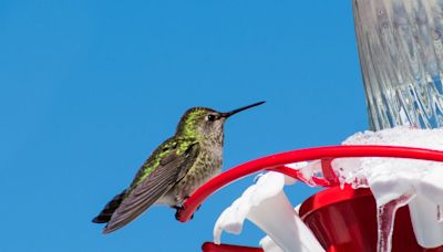 Here's How to Tell When Your Hummingbird Feeder Should Come Down