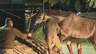 Video: así rescataron a los caballos que corrieron por Panamericana