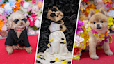 Dogs steal the show with adorable Pet Gala looks. See the Met Gala-inspired photos here
