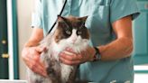Move over dogs, cats are finally getting the health research and treatment they deserve