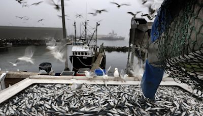 New England fishermen sentenced in complex herring fraud case