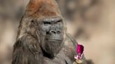 San Diego Zoo Safari Park works to protect heart of 51-year-old gorilla