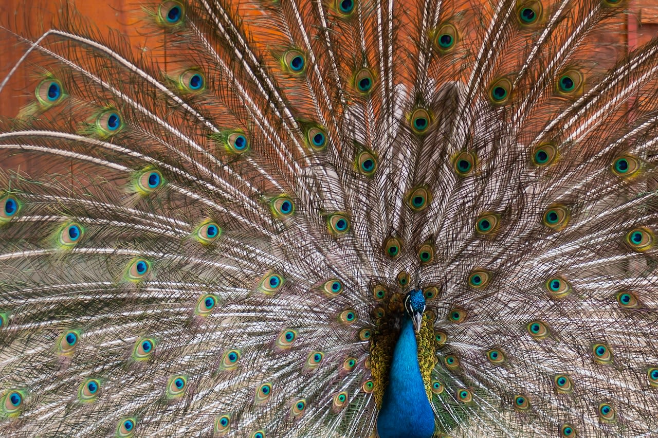 A peacock — yes, a peacock — is loose in Saginaw Township. You’ll never guess why.