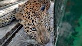 Nashik News: Leopard Follows Peacock to Kill, Both Die Due to Electrocution; NCP Youth Distributes School Materials And More