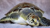 Brevard Zoo sends rehabilitated sea turtle back home