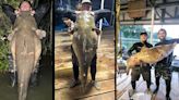 Texas Men Noodle Potential Record-Breaking 98-Pound Catfish