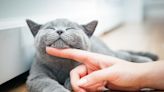 Yes, your cat can smile at you — and other good news you may have missed