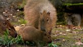 Capybara pups welcomed to Hertfordshire Zoo